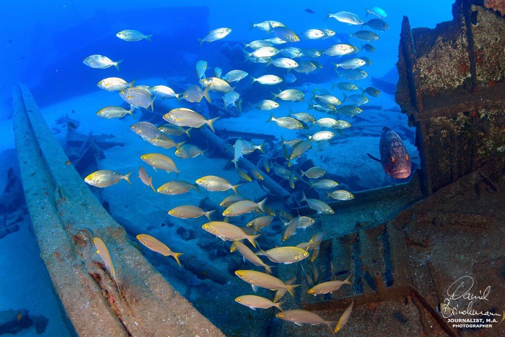 Tauchen Porto Santo Rhea Dive 11
