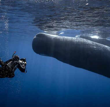 swimming whales 380x370