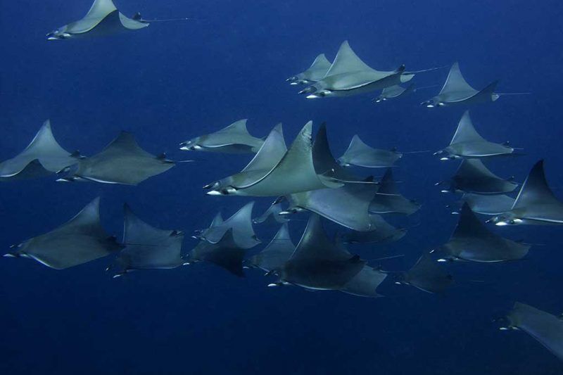 Cano Divers