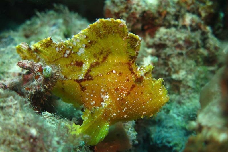 Dive Spot Asia