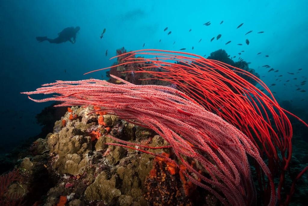Ra Divers Fiji