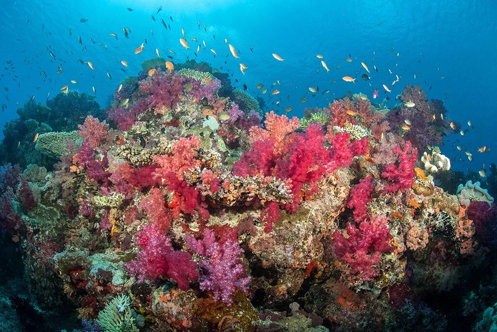 Paradise Dive