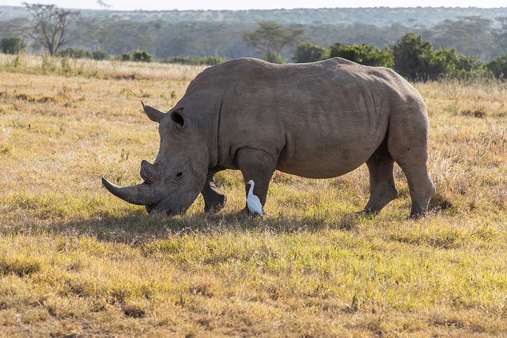 Rhino Watch Lodge