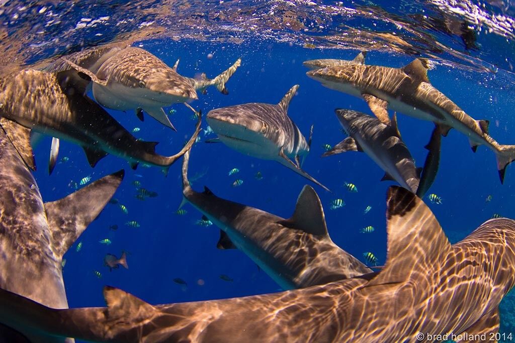 Yap Divers