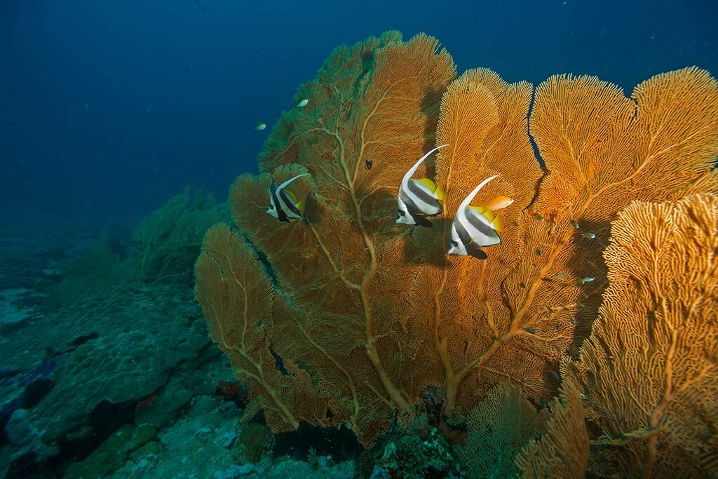 Coconut Divers Kenia