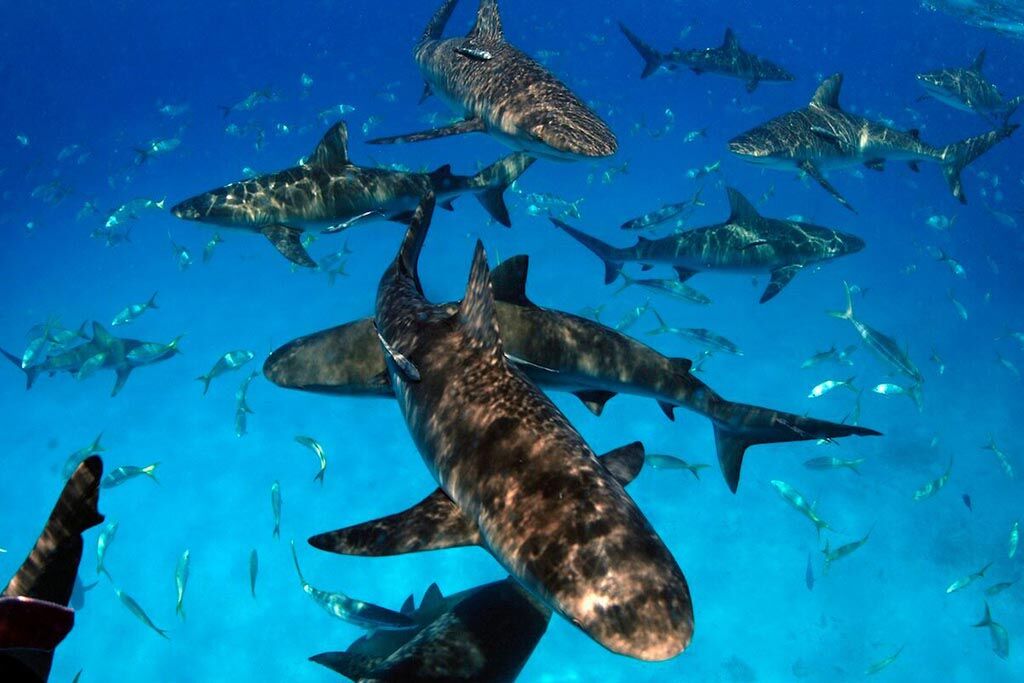 Stuart Cove's Dive Bahamas
