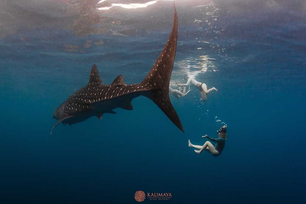 Kalimaya Dive Center